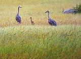 Sandhill Crane Family_49994